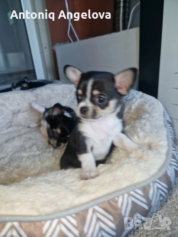 бебета чихуа на 50 дена с първа ваксина , снимка 12 - Чихуахуа - 53803931