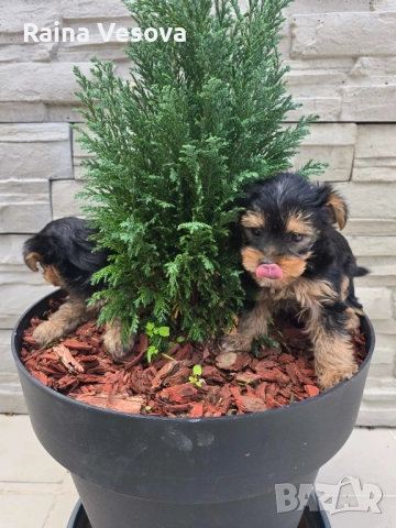 мини йоркширски териер