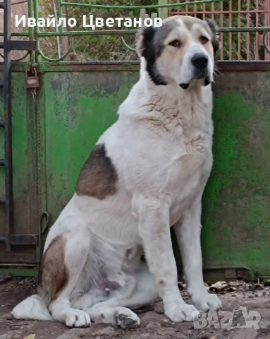 Алабай, снимка 6 - Алабай - 53885269