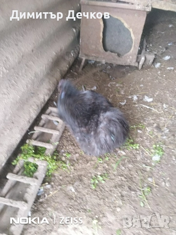 2 бр петлета, снимка 2 - други­ - 54057737