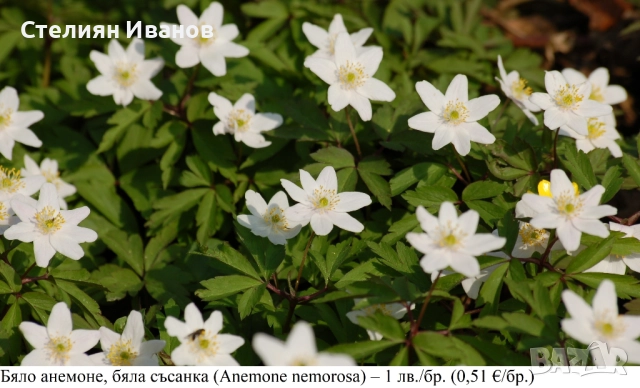 Бяло анемоне, бяла съсанка (Anemone nemorosa) –  коренище