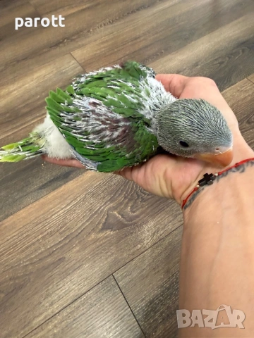 Ръчно хранени Големи Александри, снимка 4 - Папагали - 53850635