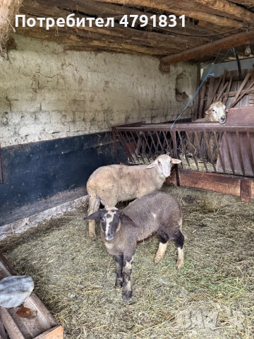 Продавам агнета!, снимка 3 - Овце - 54234847
