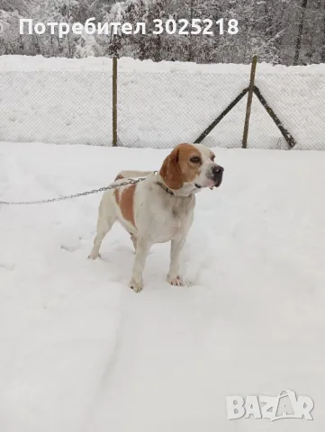 куче за разплод, снимка 2 - Бигъл - 47989841