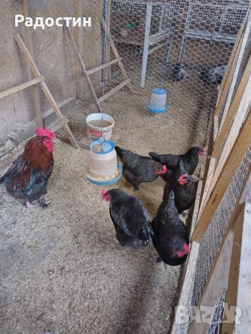 Черен маран оплодени яйца , снимка 3 - За птици - 53922801