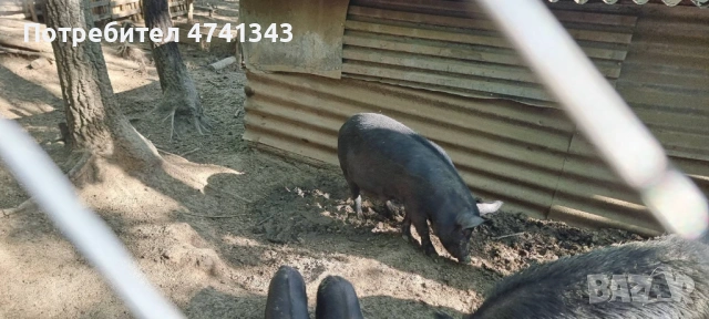 Свободни черни прасета, снимка 3 - Прасета - 53518280