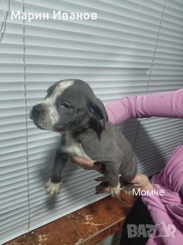 Сини питбулчета , снимка 3 - Питбул - 52585298