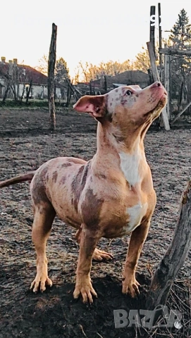 Американско Були XL, снимка 4 - Американски стафордширски териер - 53671438