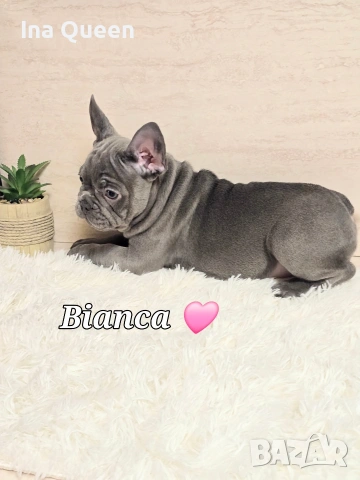 Родословни Френски Булдог Лилак , снимка 6 - Френски булдог - 53242833