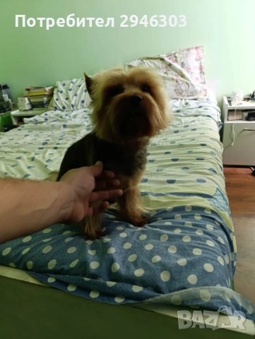 Йоркширски териери , снимка 9 - Йоркширски териер - 53280068