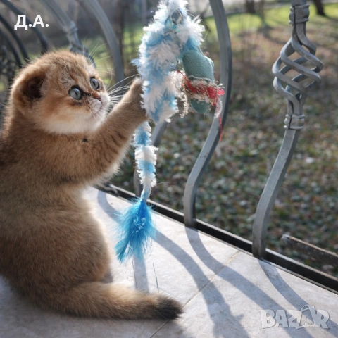 Scottish Fold , снимка 3 - Чинчили - 53784469