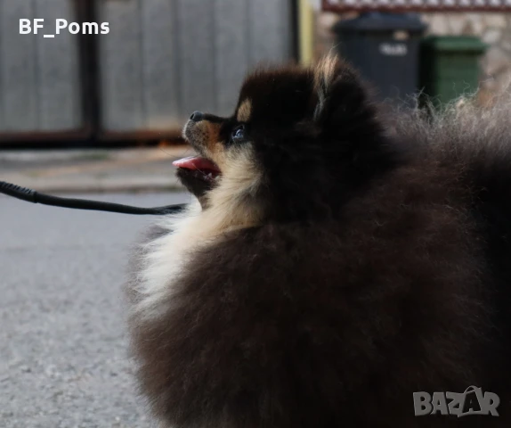 Уникално момиченце померан с родословие FCI, снимка 7 - Померан - 49781261
