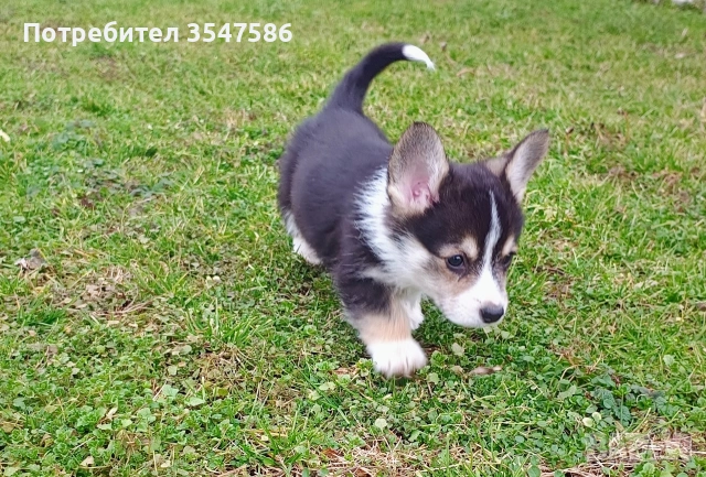 Трицветни кученца Уелско корги пембрук - мъжки