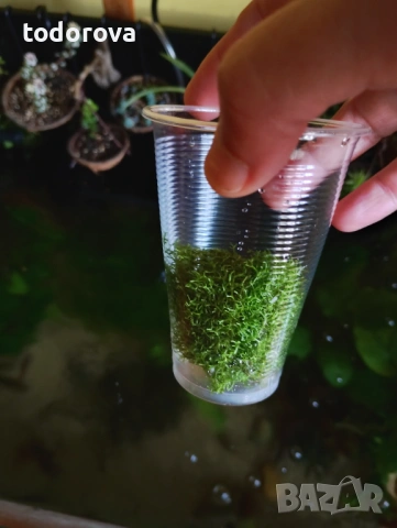 Растения за аквариум , снимка 4 - Аквариуми - 50966304