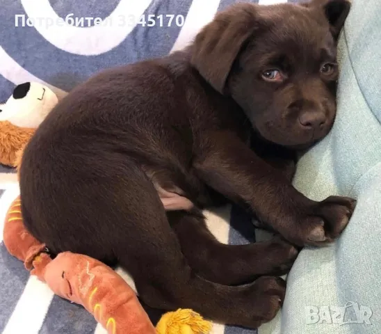 Лабрадор мъжки и женски Labrador , снимка 1 - Лабрадор ретривър - 48638846