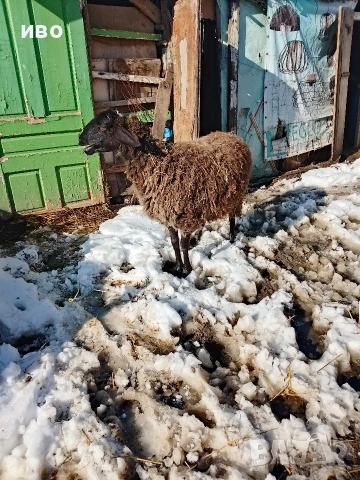 овца, снимка 2 - Овце - 53531014