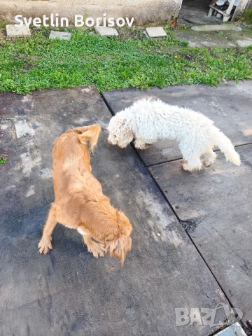 кучета за трюфели, снимка 3 - Други - 52531595