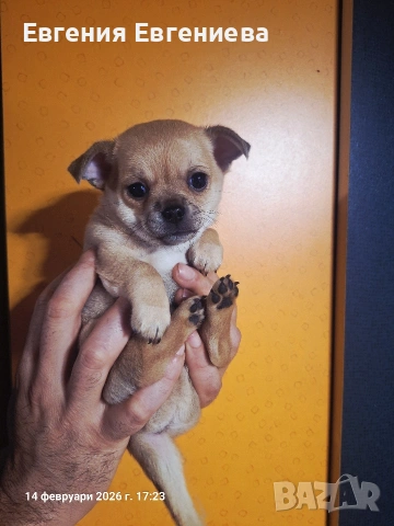 Мини чихуахуа момче.