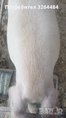 Продавам прасе, снимка 3 - Прасета - 52509264