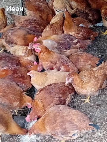 Тетра хб за месо и яйца., снимка 1 - Кокошки и пуйки - 45672608