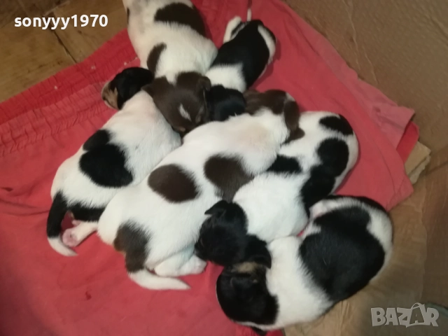 ДЖАК РЪСЕЛ-250ЛВ ЗА СЛАДКО КУТРЕ ПО ИЗБОР 2708251117, снимка 4 - Джак ръсел териер - 51505975