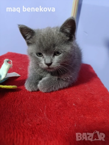 Продавам прекрасно правоухо шотландско момиченце!, снимка 6 - Британска късокосместа - 54075466