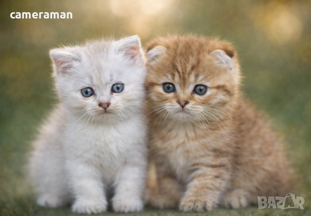 Шотландски котета готови за гушкане