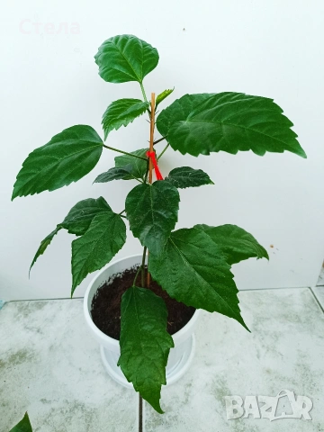 Пасифлора, китайски рози, Индрише , снимка 9 - Стайни растения - 53144264