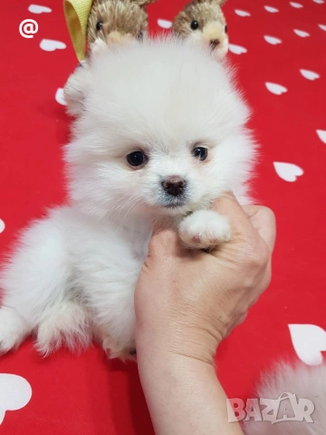 Померан померанчета Гр София, снимка 8 - Померан - 54014233