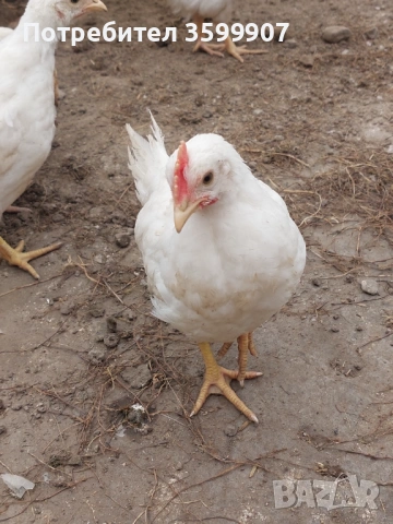 Петлета легхорн, снимка 3 - други­ - 54082221