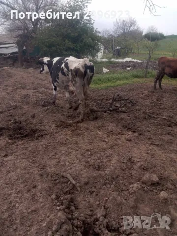 16 броя крави юници, снимка 11 - Крави - 50015524
