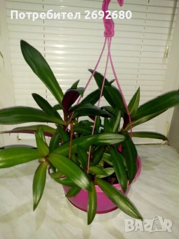 Традесканция рео, кротон,христов венец и други цветя/бамбук/цени в описанието , снимка 13 - Стайни растения - 50184776