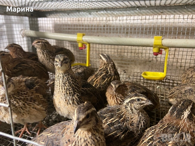 Мъжки пъдпъдъци, снимка 6 - други­ - 54129950