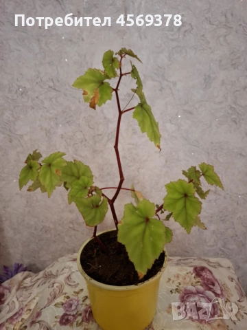 Цвете Бегония , снимка 6 - Стайни растения - 52124484