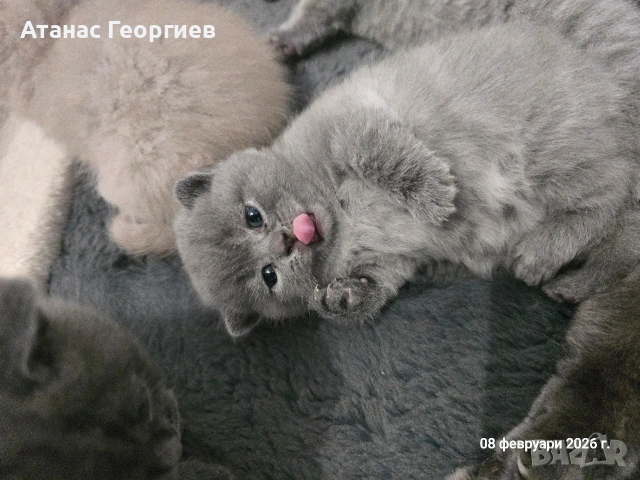 Британски късокосмести чистокръвни котенца. 