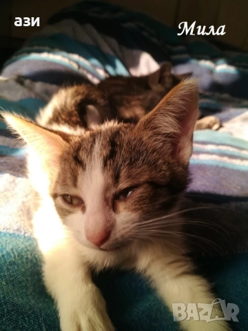 котки за взимане, снимка 4 - Изгубени/намерени - 52248087