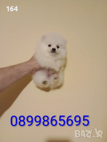 Померани. Реални снимки от 15.04.26 г. , снимка 4 - Померан - 54219294