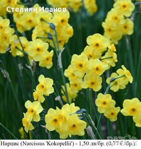 Нарцис (Narcissus 'Kokopellii') - луковици