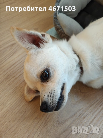 Чихупинчер 