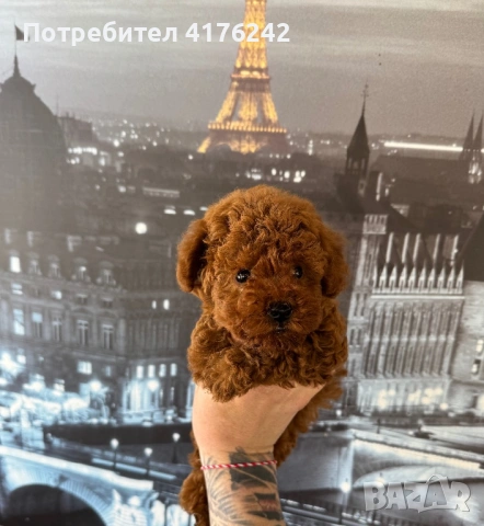 Пуделчета,той., снимка 7 - Пудели - 52576651