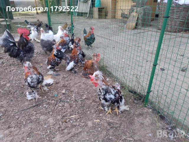 Бели и чернокрили пауни , снимка 6 - други­ - 52822811