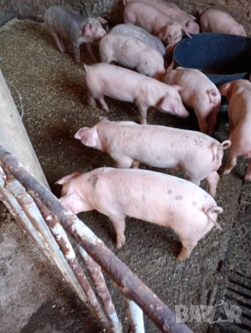 Продавам малки прасета 