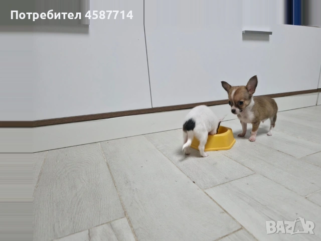 мини Чихуа , снимка 5 - Чихуахуа - 53076722