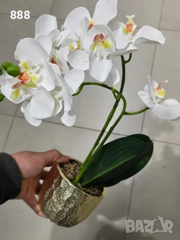 декоративни саксии цветя орхидеи 