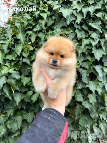 Померан мини момиче. Померанче, снимка 4 - Померан - 53971092
