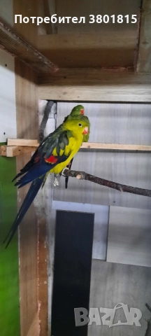 Планински папагали