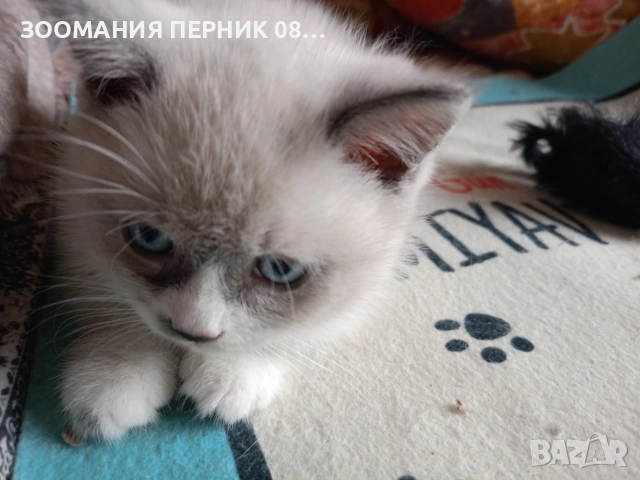 котета Британска късокосместа 