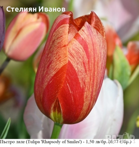 Пъстро лале (Tulipa 'Rhapsody of Smiles') – луковици