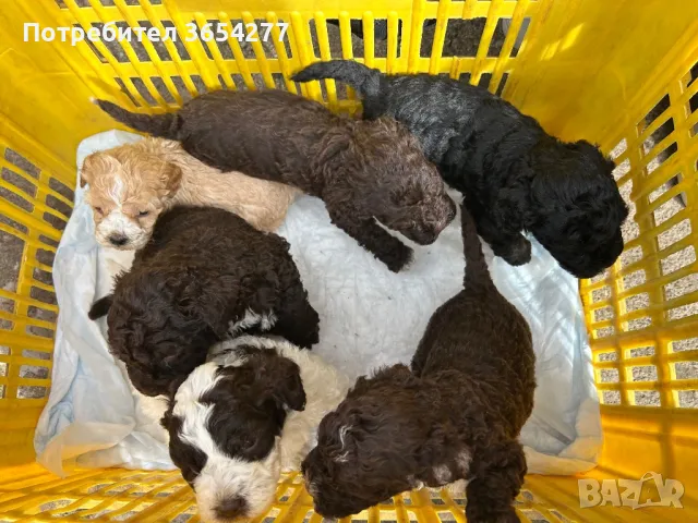 Бебета Лагото чистокръвни, снимка 8 - Други - 49101088