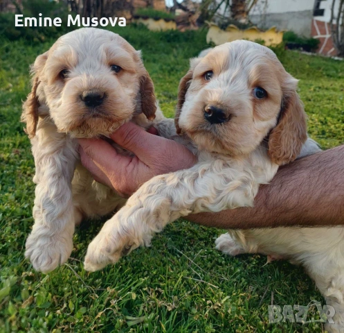 Кокер лагото, снимка 2 - Кокер шпаньол - 53829590